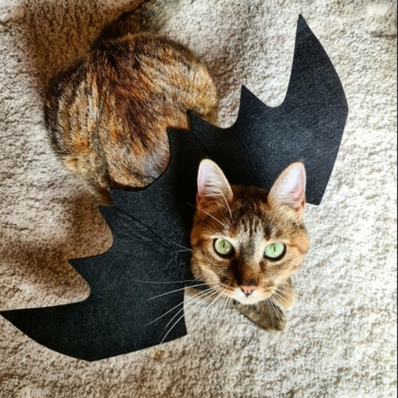 ⚡️Host Pick⚡️Cat Costume - "Bat Wings" Small Dog Costume - Picture 6 of 6